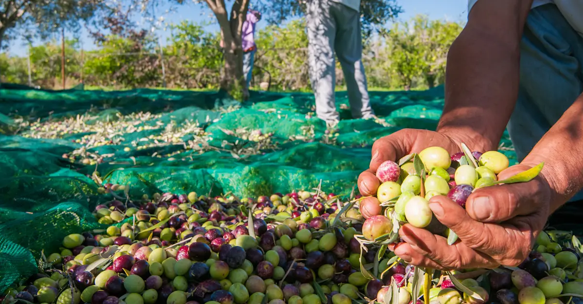 Farmers harvest olives, Sicily, Italy. 