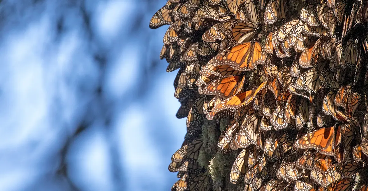 Monarch butterflies, El Rosario Butterfly Sanctuary, Angangueo, Mexico.