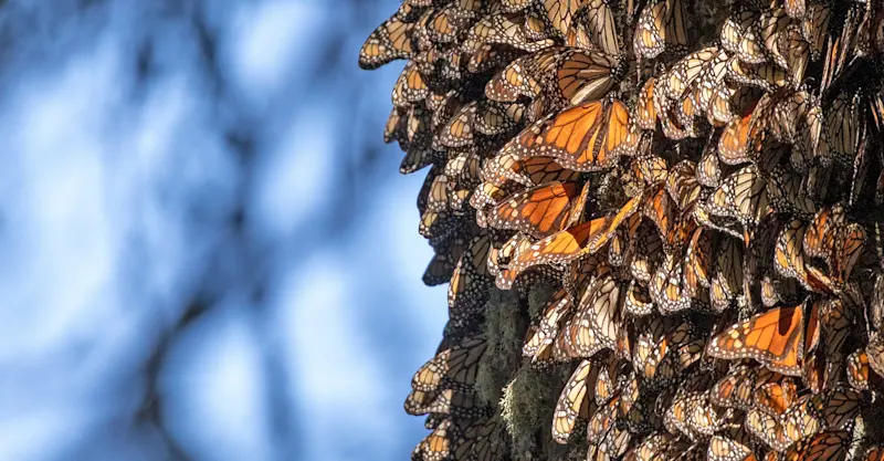 Monarch butterflies, El Rosario Butterfly Sanctuary, Angangueo, Mexico.