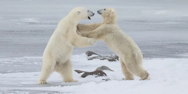 Polar bears sparring, Churchill, Manitoba.