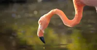 Slideshow Thumbnail 5 of 18