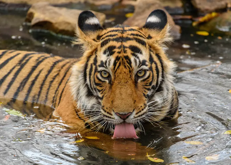 Bengal tiger, Tadoba National Park, India.