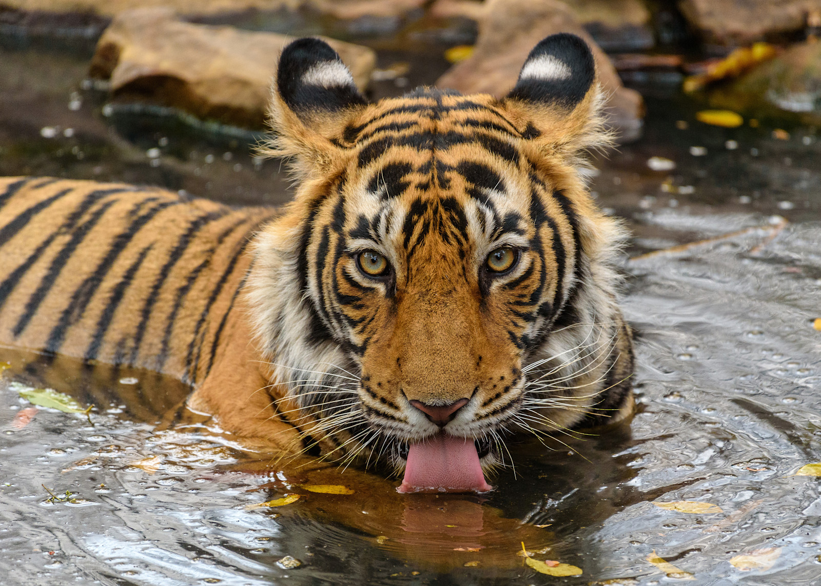 Bengal tiger, Tadoba National Park, India.