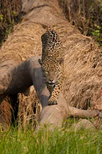 Jaguar, Pantanal, Brazil.
