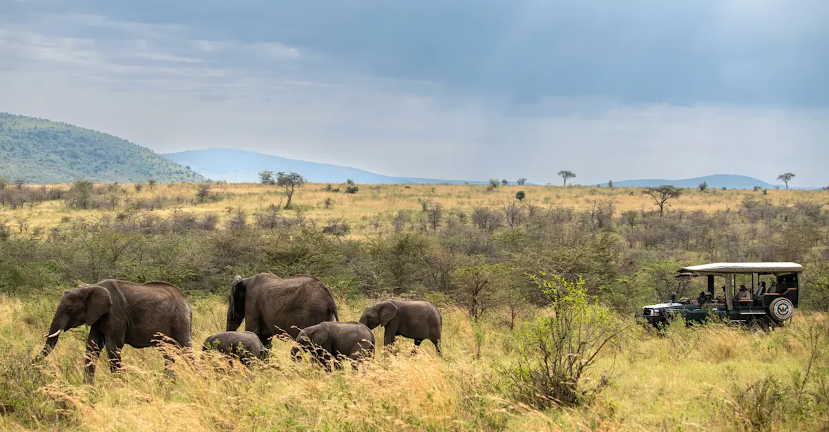 Earthwatch Expeditions safari vehicle, elephants, Kenya. Andrew Morgan.
