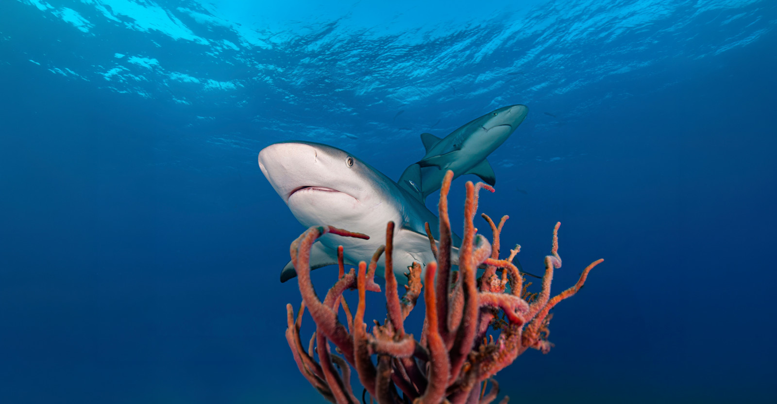 EW-Belize-Sharks-Coral-shutterstock-expanded
