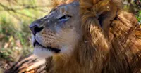 Lion, Greater Kruger Park, South Africa.