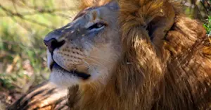Lion, Greater Kruger Park, South Africa.
