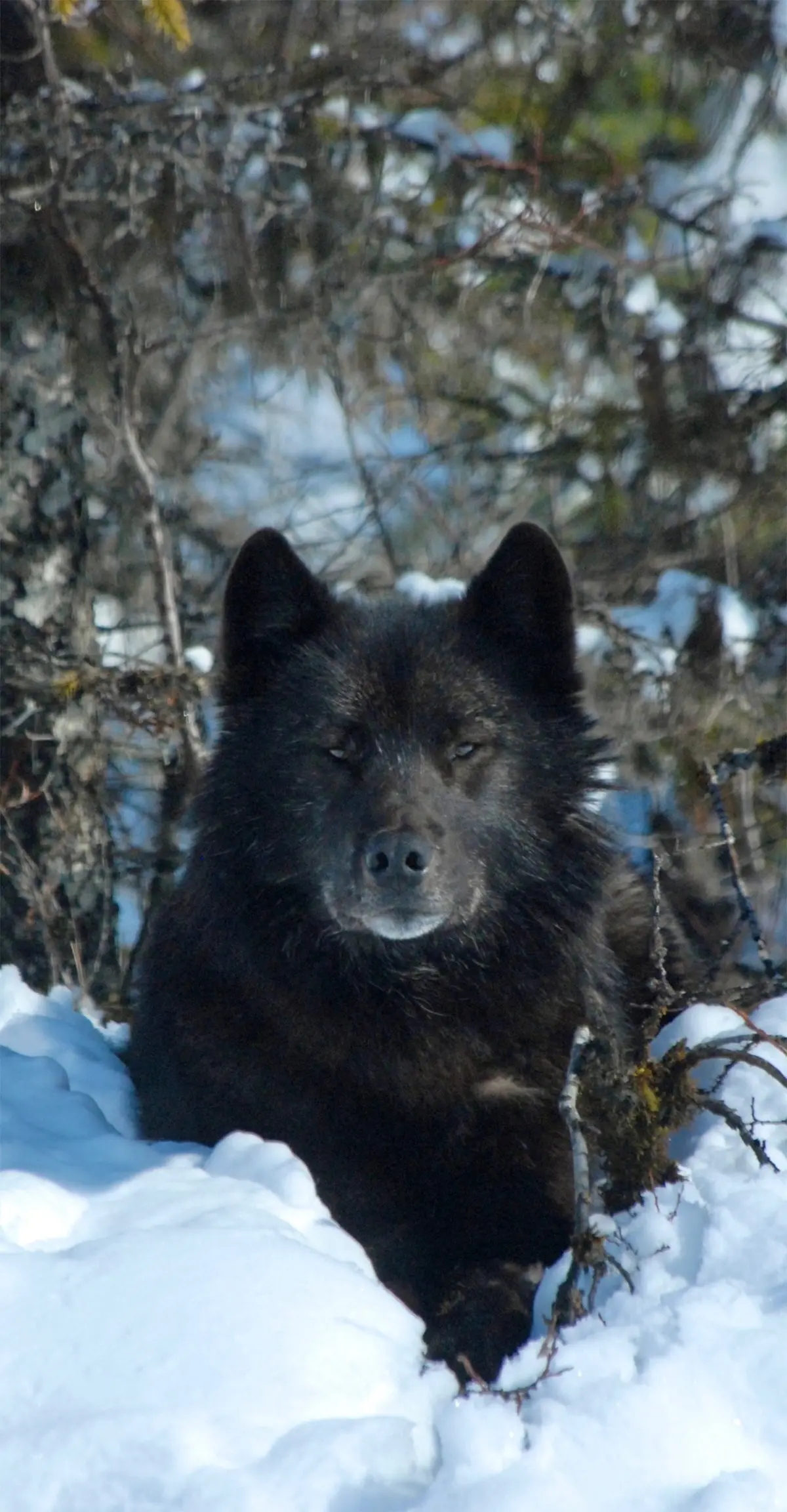 Gray wolf,  Yellowstone.
