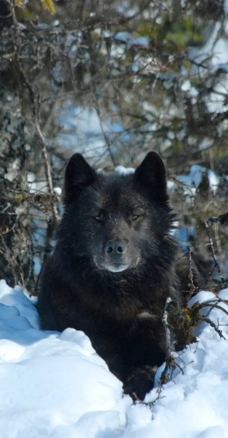 Gray wolf,  Yellowstone
