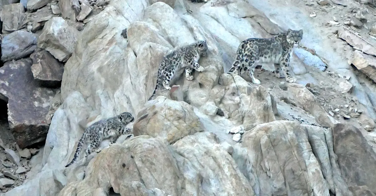 Snow leopard and cubs, Ladakh, India.