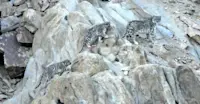 Snow leopard and cubs, Ladakh, India.