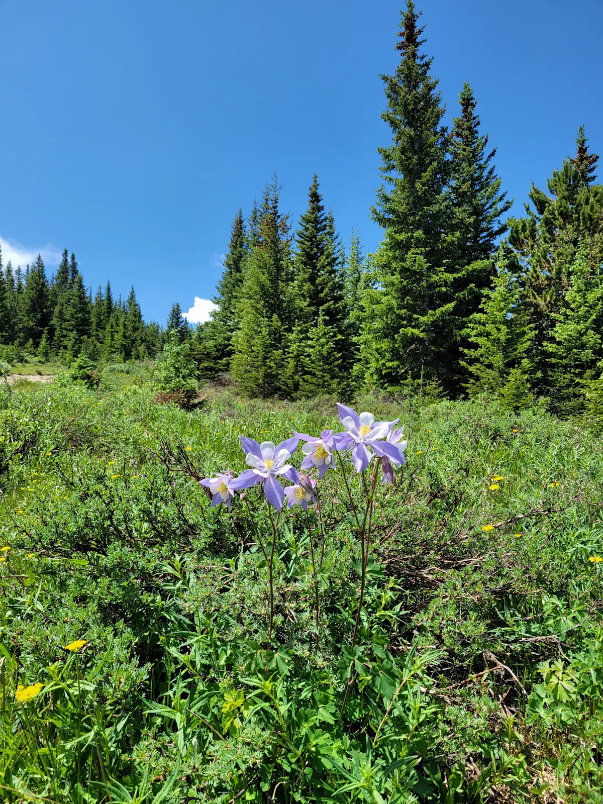 Trail time in the high country, Caribou Hike, Nederland, Colorado.