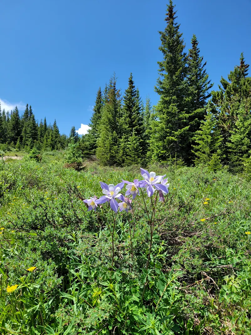 Trail time in the high country, Caribou Hike, Nederland, Colorado.