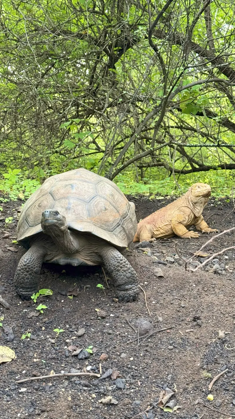Traffic jam in the Galapagos.