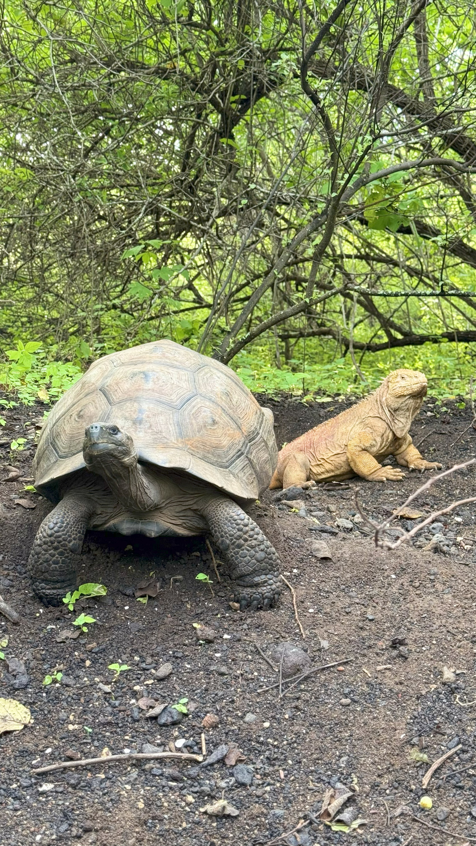Galápagos traffic jam.