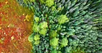 Northern Peatlands