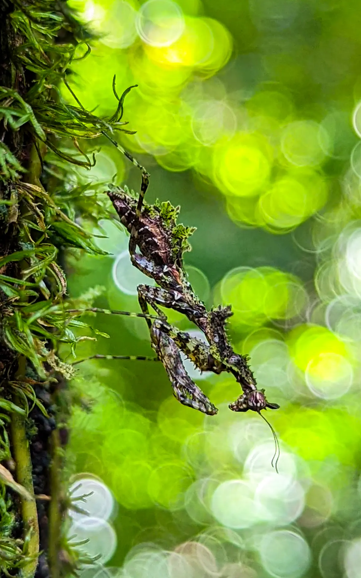 Moss mantis, Borneo.