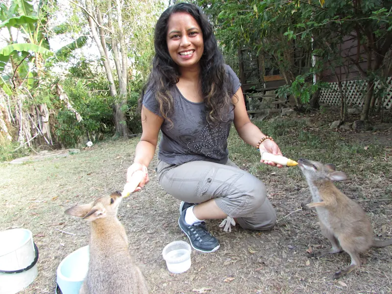 Feeding wallaby joeys at Oakview Wildlife Reserve in Queensland, Australia.
