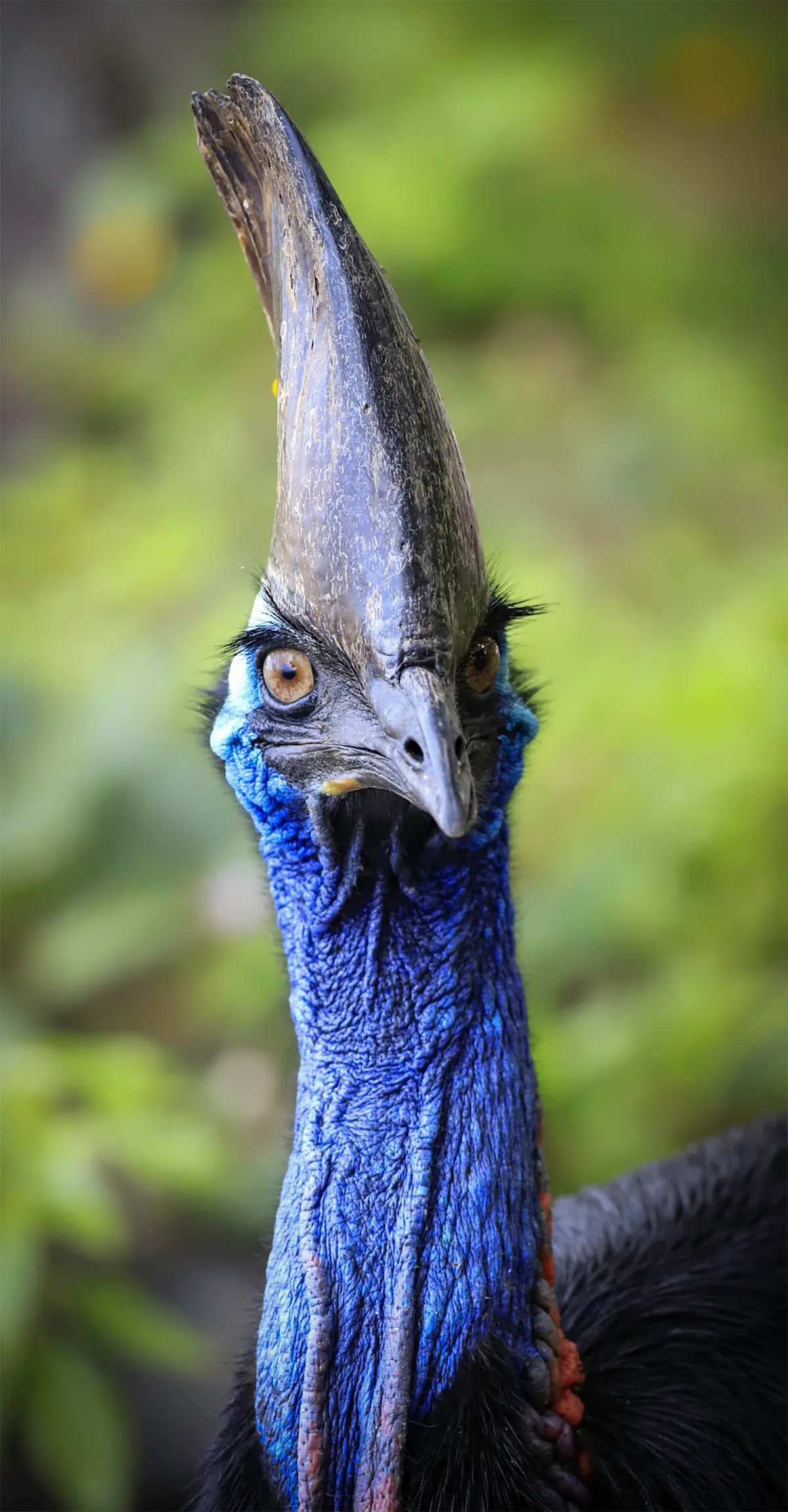Southern Cassowary.
