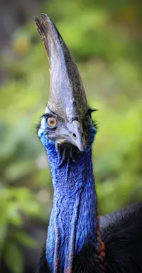 Southern Cassowary