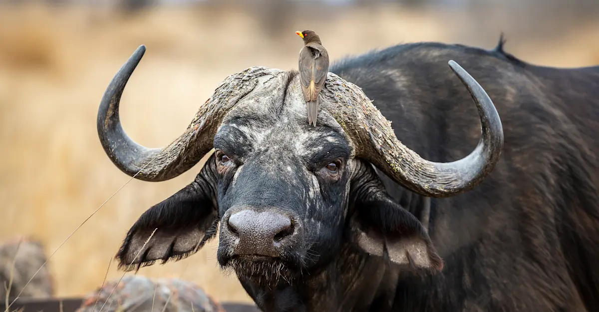 Water buffalo and ox pecker, South Africa.