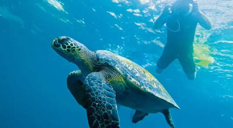 Snorkeling, Galapagos Islands, Ecuador.