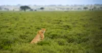 Cheetah, Maasai Mara, Kenya.