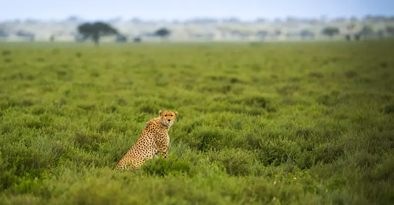 Cheetah, Maasai Mara, Kenya.