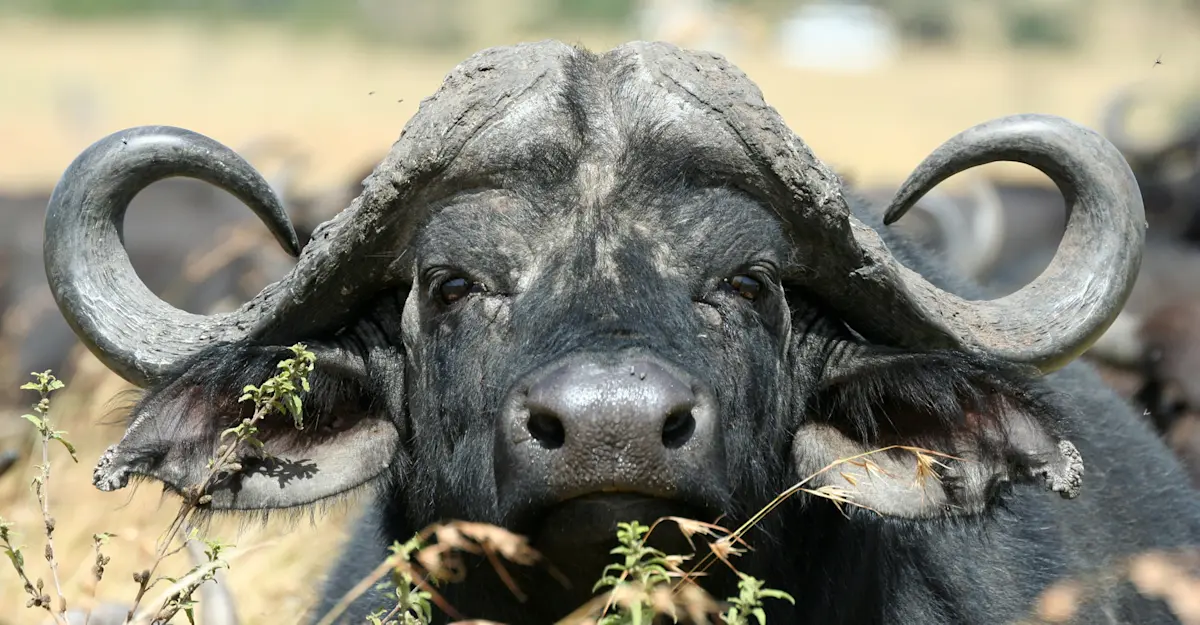 Cape Buffalo.