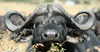 Cape Buffalo