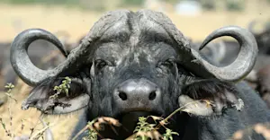 Cape Buffalo