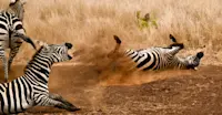 Slideshow Thumbnail 9 of 13