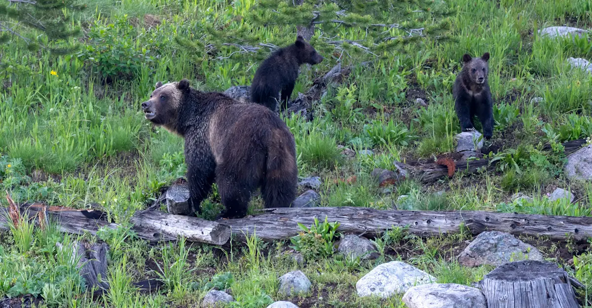 Grizzly bear with cubs, Yellowstone National Park, Wyoming.