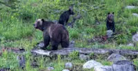 Grizzly bear with cubs, Yellowstone National Park, Wyoming.