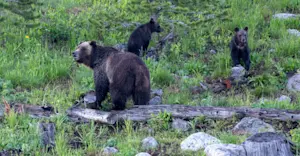 Grizzly bear with cubs, Yellowstone National Park, Wyoming.