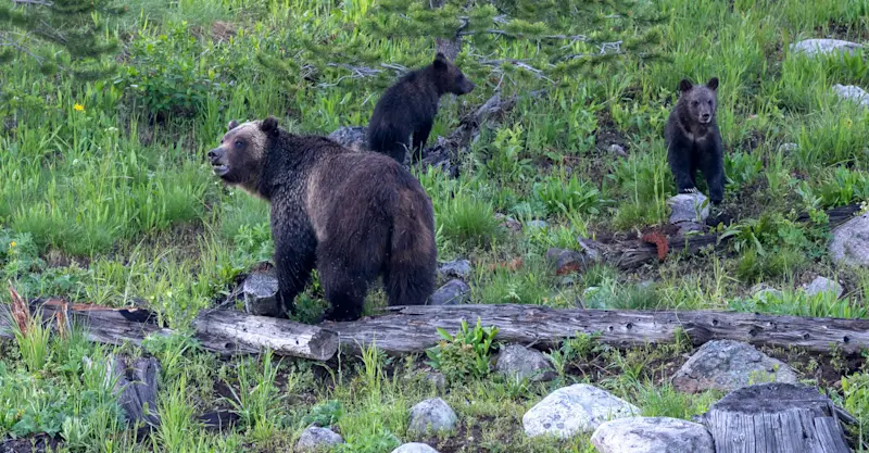 Grizzly bear with cubs, Yellowstone National Park, Wyoming.