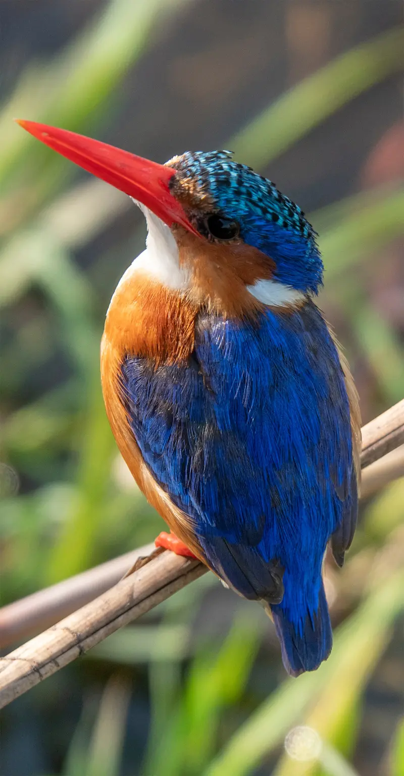 Malachite kingfisher, Chobe National Park, Botswana.