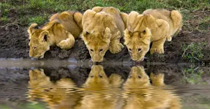 Lion cubs, Serengeti National Park, Tanzania.