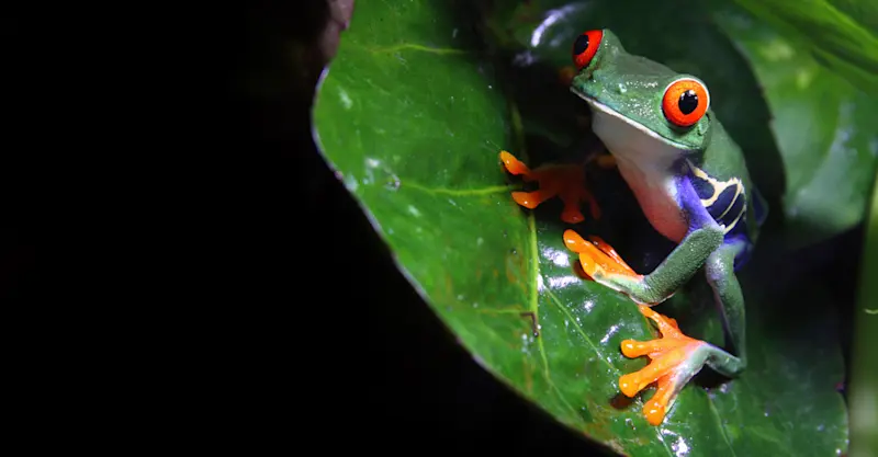 Red-eyed tree frog, Arenal National Park, Costa Rica.