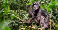 Pensive Chimpanzee, Kibale National Park, Uganda