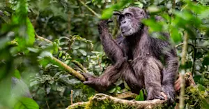 Pensive Chimpanzee, Kibale National Park, Uganda