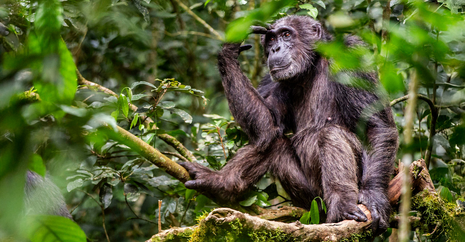Pensive Chimpanzee, Kibale National Park, Uganda
