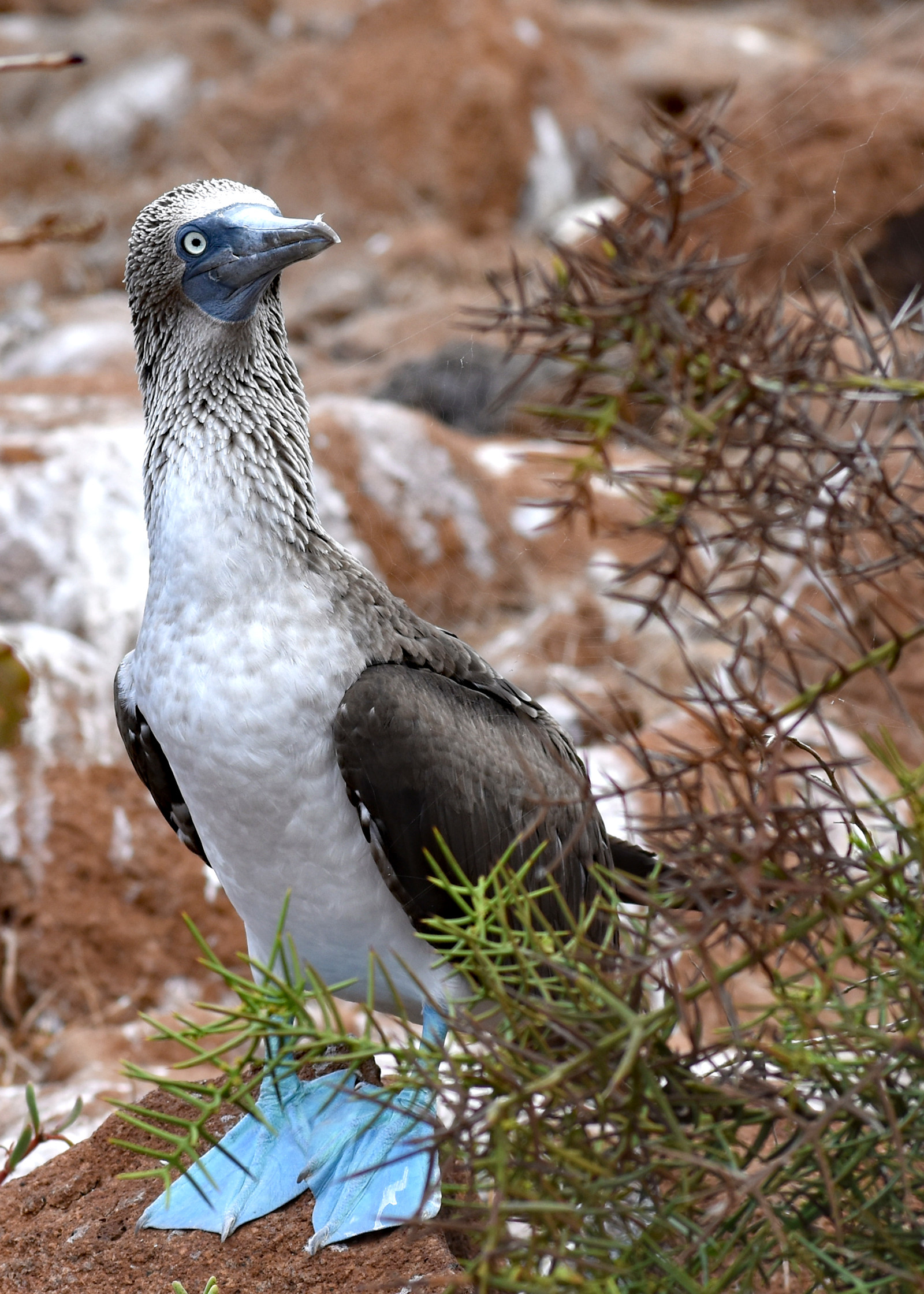 A curious blue footed booby in the Galapagos.