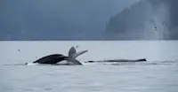 Whale tails, Kenai Fjords National Park, Alaska.