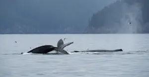 Whale tails, Kenai Fjords National Park, Alaska.