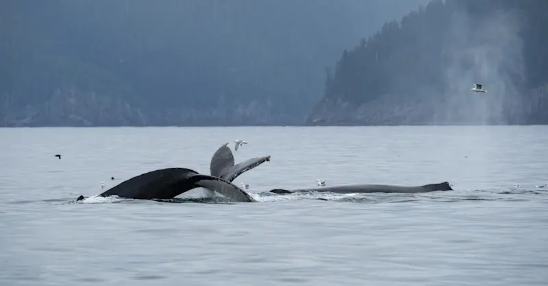 Whale tails, Kenai Fjords National Park, Alaska.