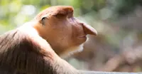A large male proboscis monkey gazes into the mangroves of Labuk Bay, Borneo.