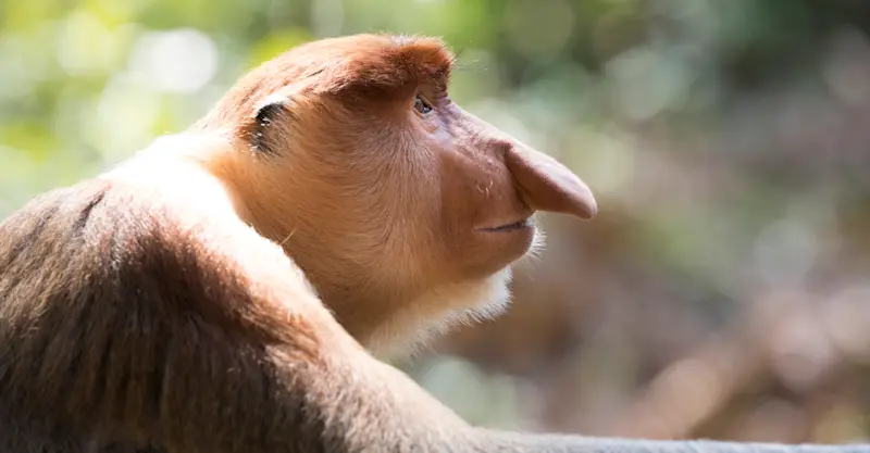 A large male proboscis monkey gazes into the mangroves of Labuk Bay, Borneo.