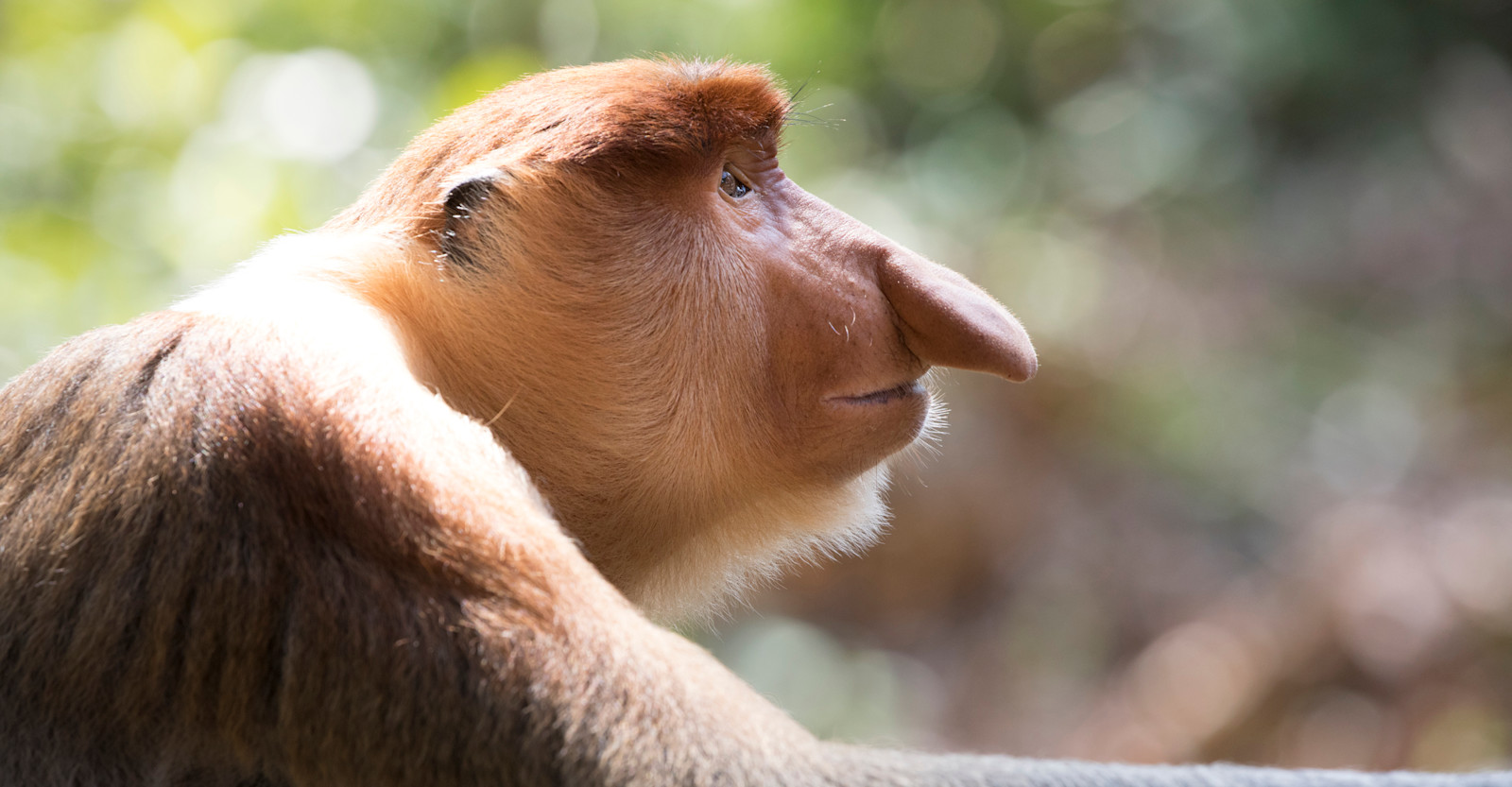 Proboscis monkey, Borneo